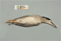 藏品(夜鷺)的圖片